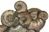 Pyritized Ammonite (Quenstedticeras) Fossil Composite Cluster #334749-1